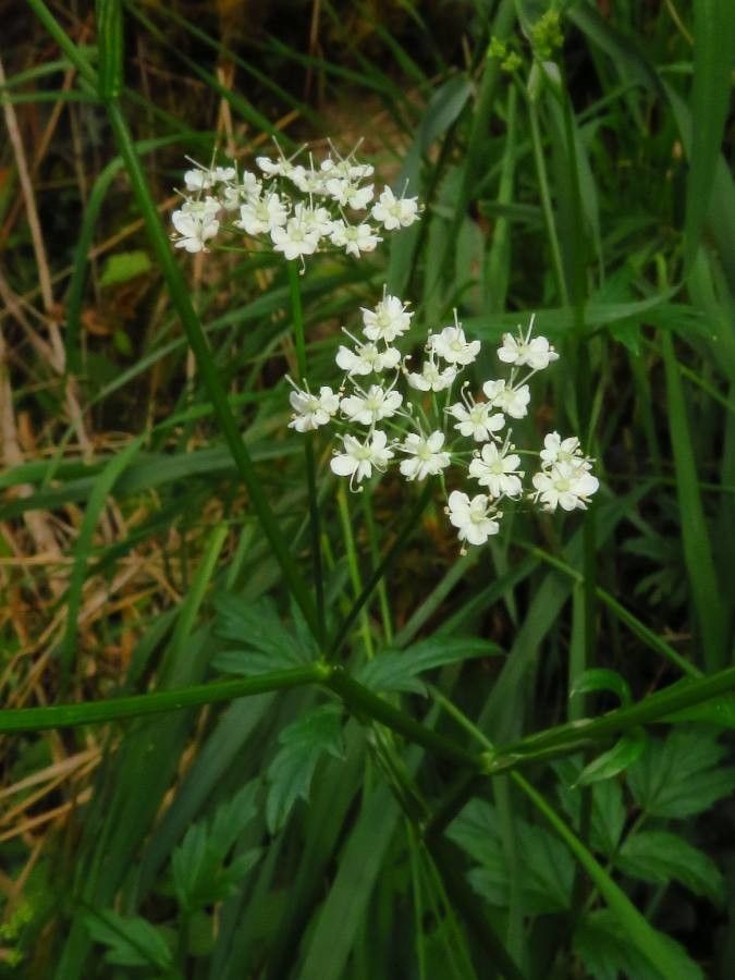 Pimpinella major flower
