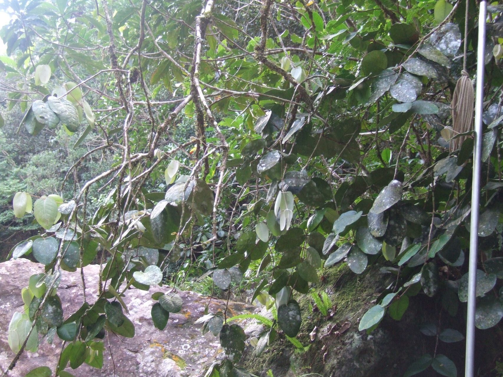 Eugenia paludosa habit