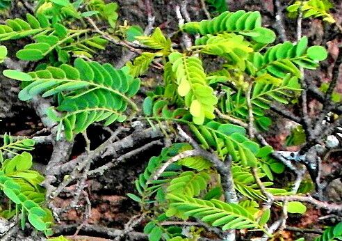 Dalbergia armata — search result for 'Dalbergia'