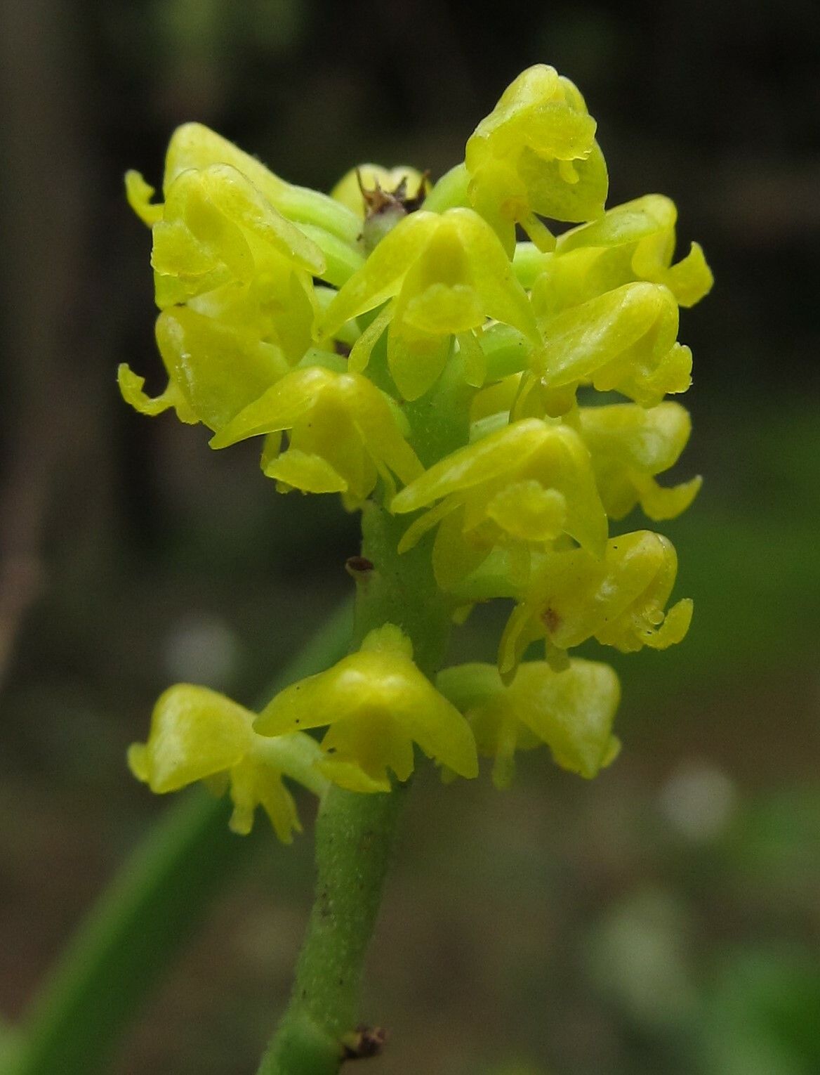 Polystachya golungensis flower