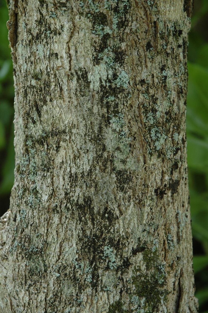 Sapindus oahuensis bark