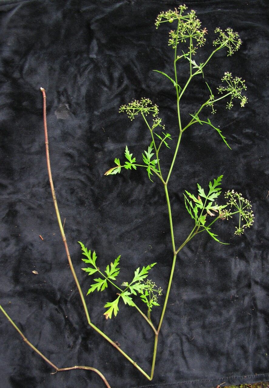 Pimpinella tongloensis — search result for 'Pimpinella'