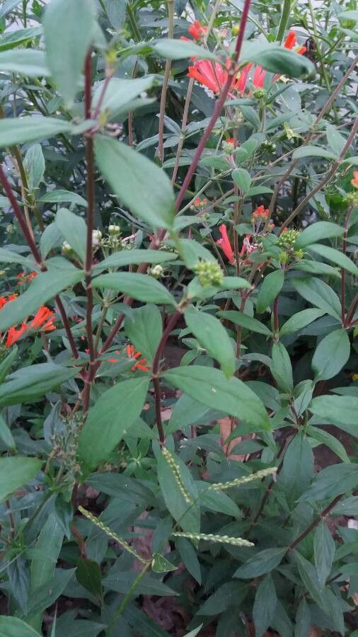 Bouvardia ternifolia leaf