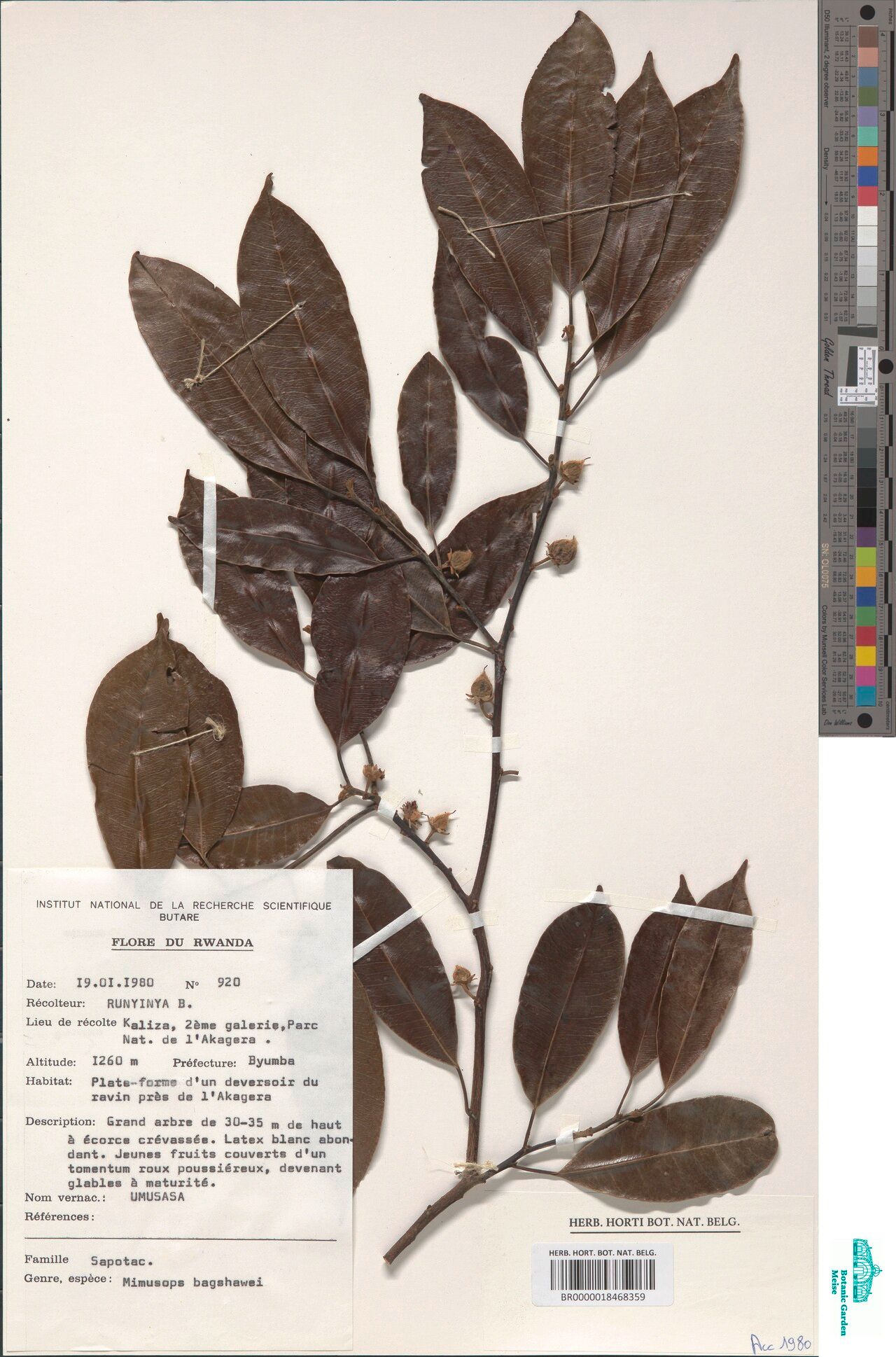 Mimusops bagshawei other