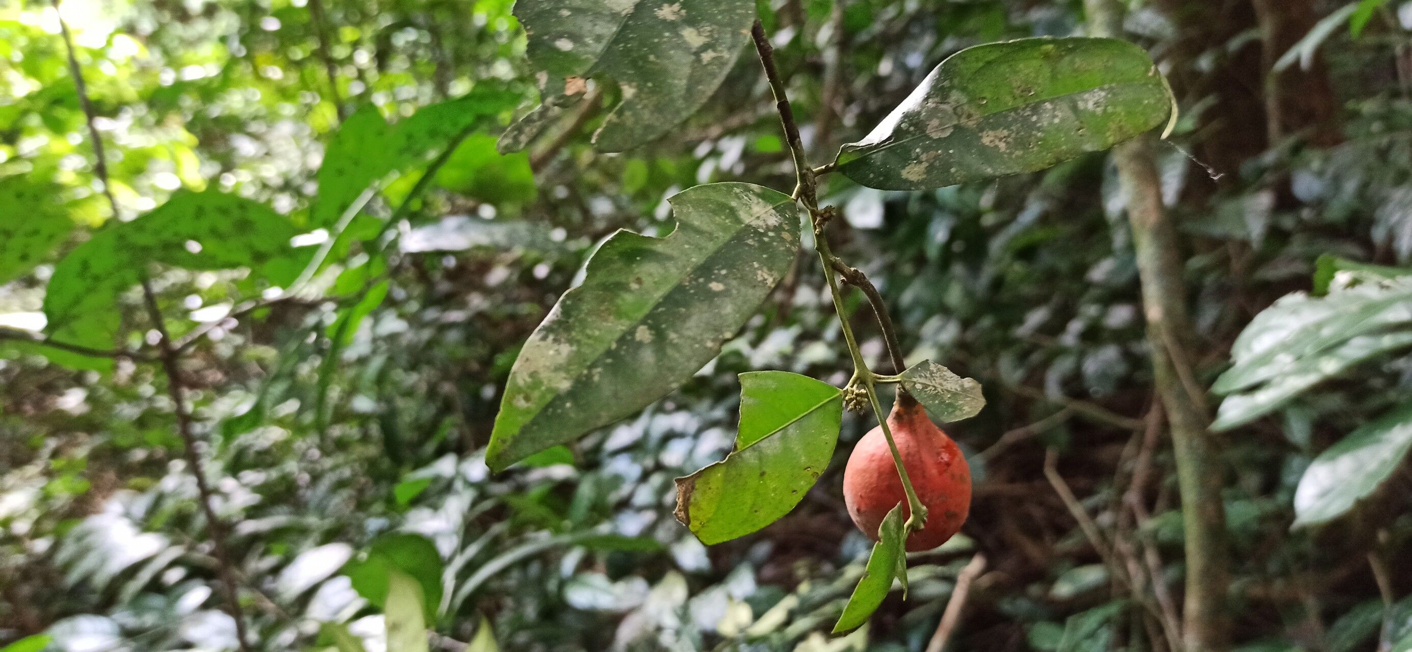 Salacia staudtiana — houseplant care guide