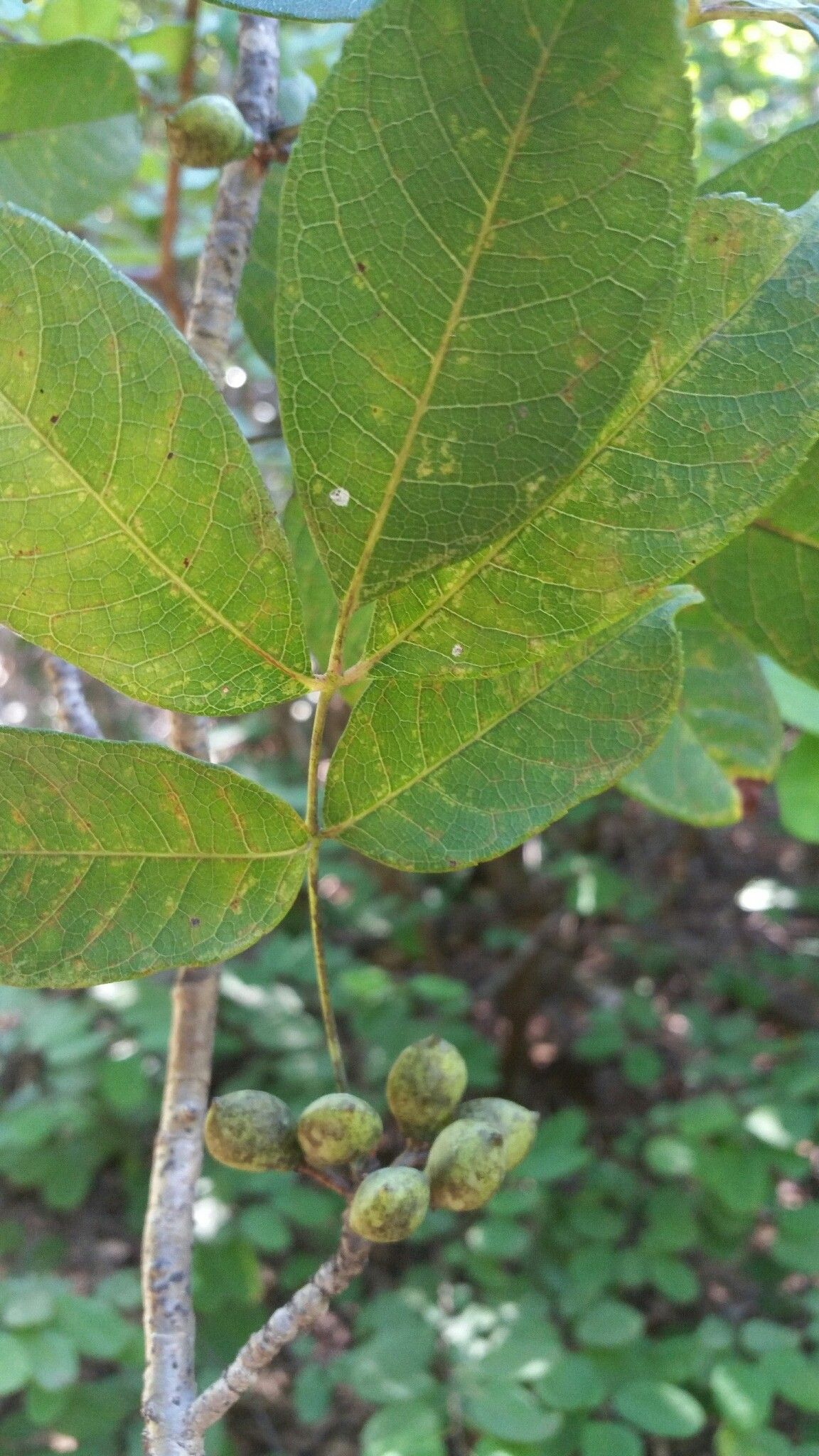 Commiphora pervilleana leaf