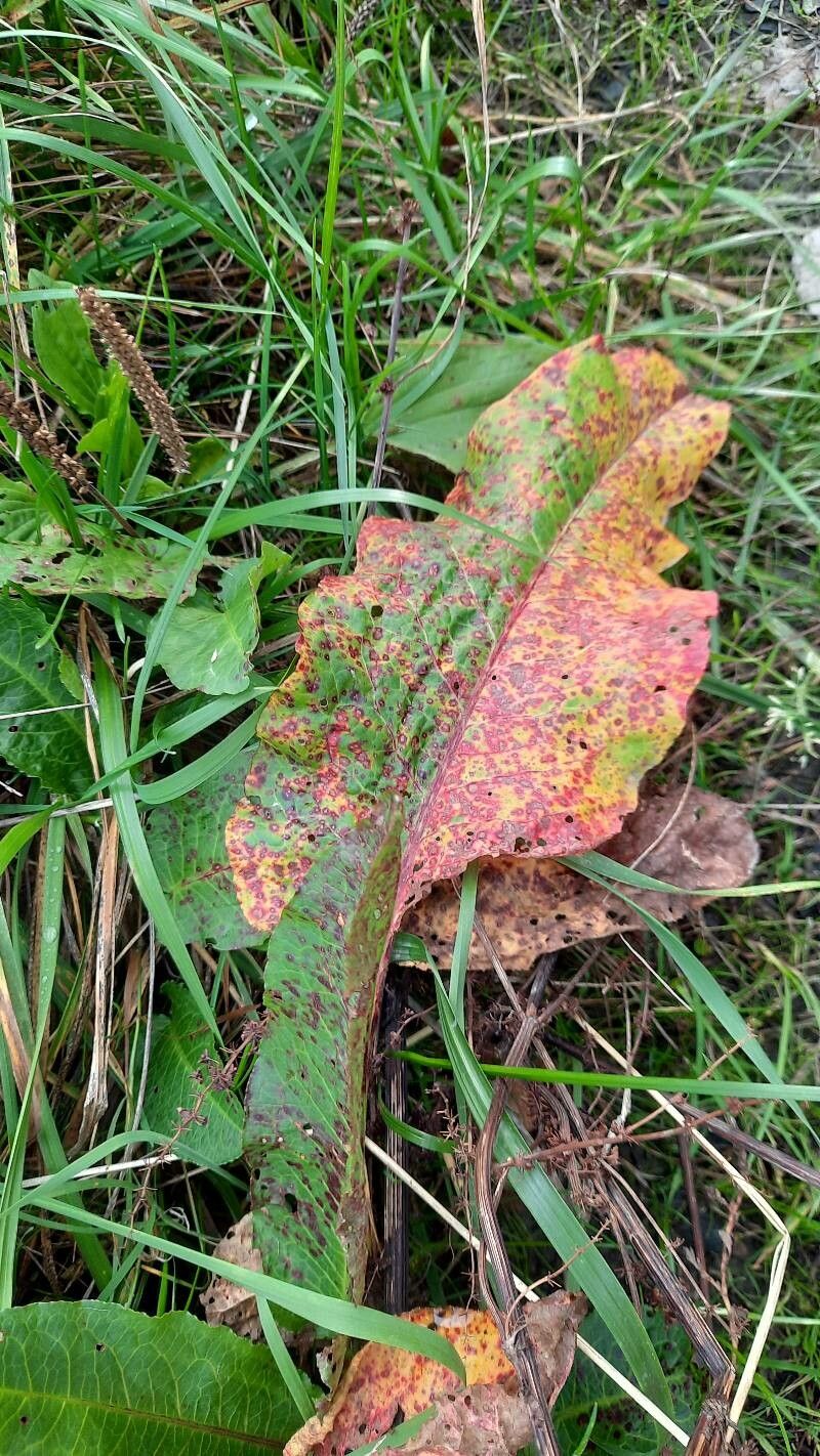 Rumex x pratensis leaf