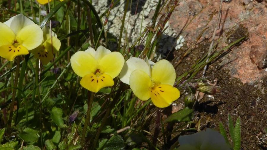 Viola roccabrunensis flower