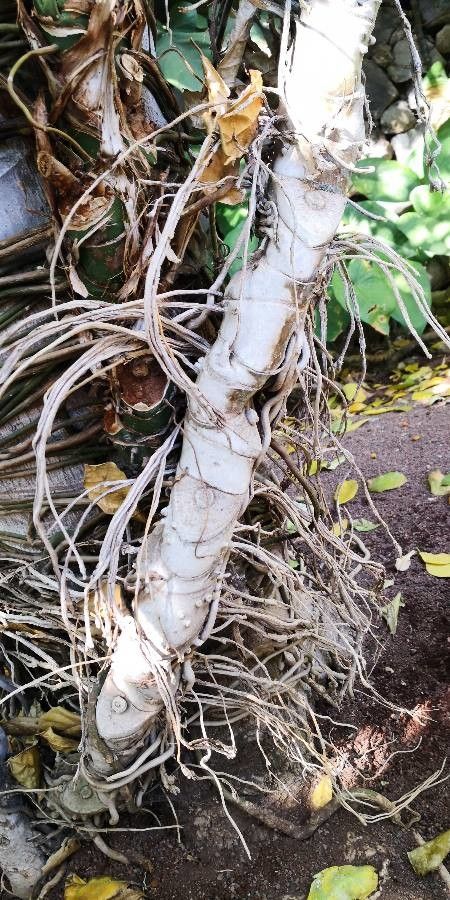 Anthurium clavigerum bark