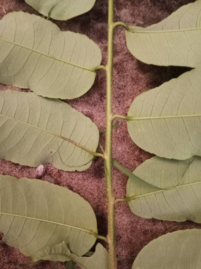 Sclerocroton cornutus — related species from the same genus