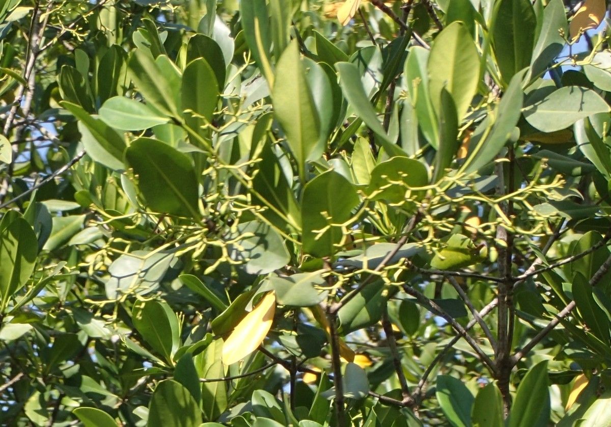 Rhizophora racemosa flower