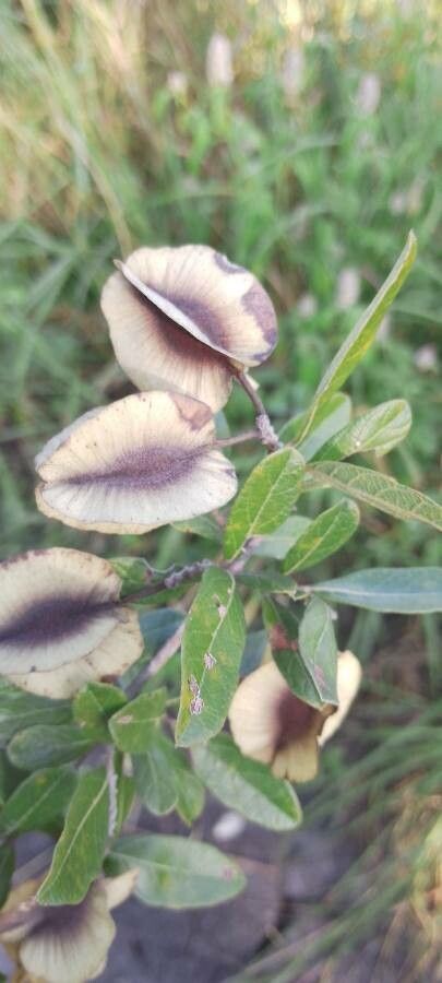Combretum hereroense flower