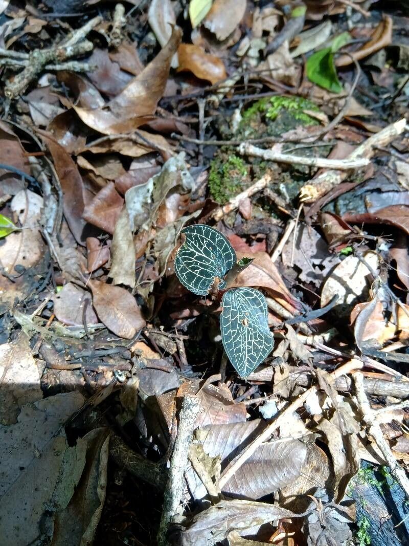 Anoectochilus brevilabris leaf