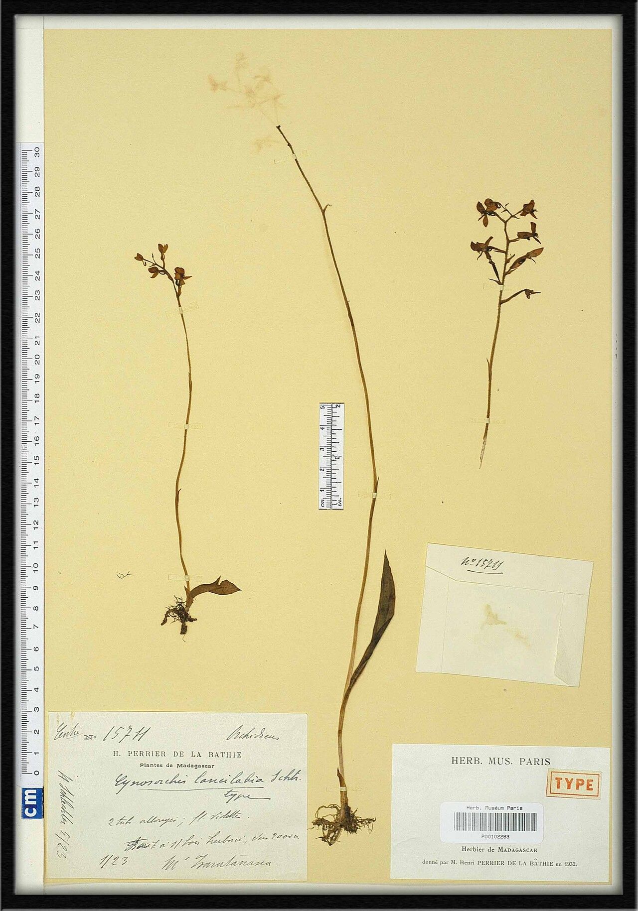 Cynorkis lancilabia — houseplant care guide