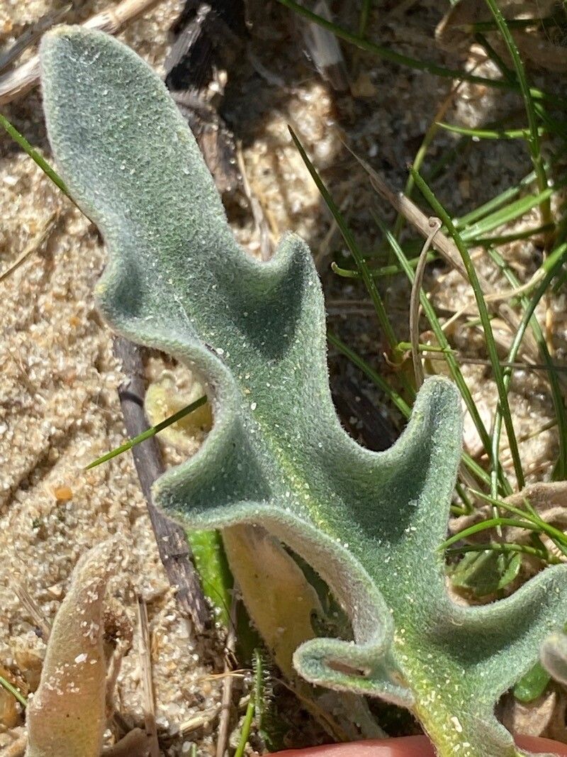 Matthiola sinuata — search result for 'Syria'