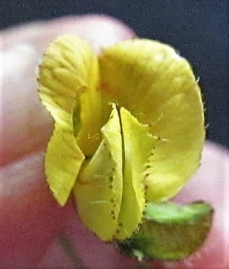 Aeschynomene ciliata — houseplant care guide