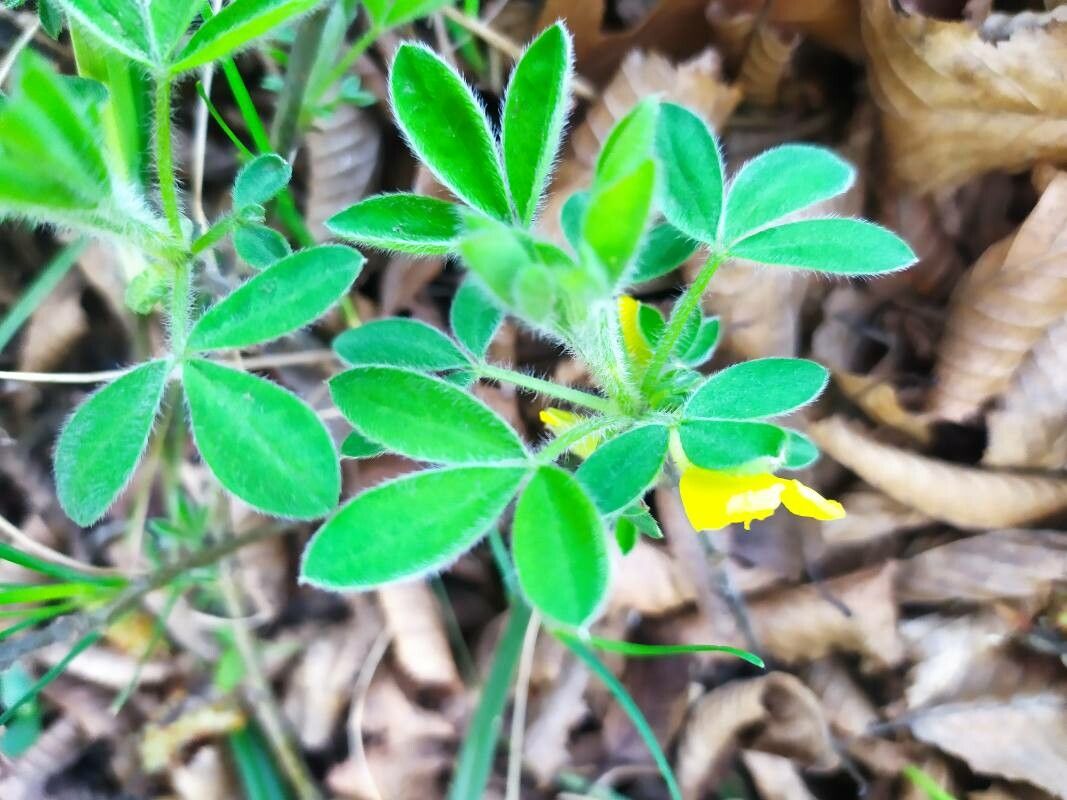 Chamaecytisus supinus leaf