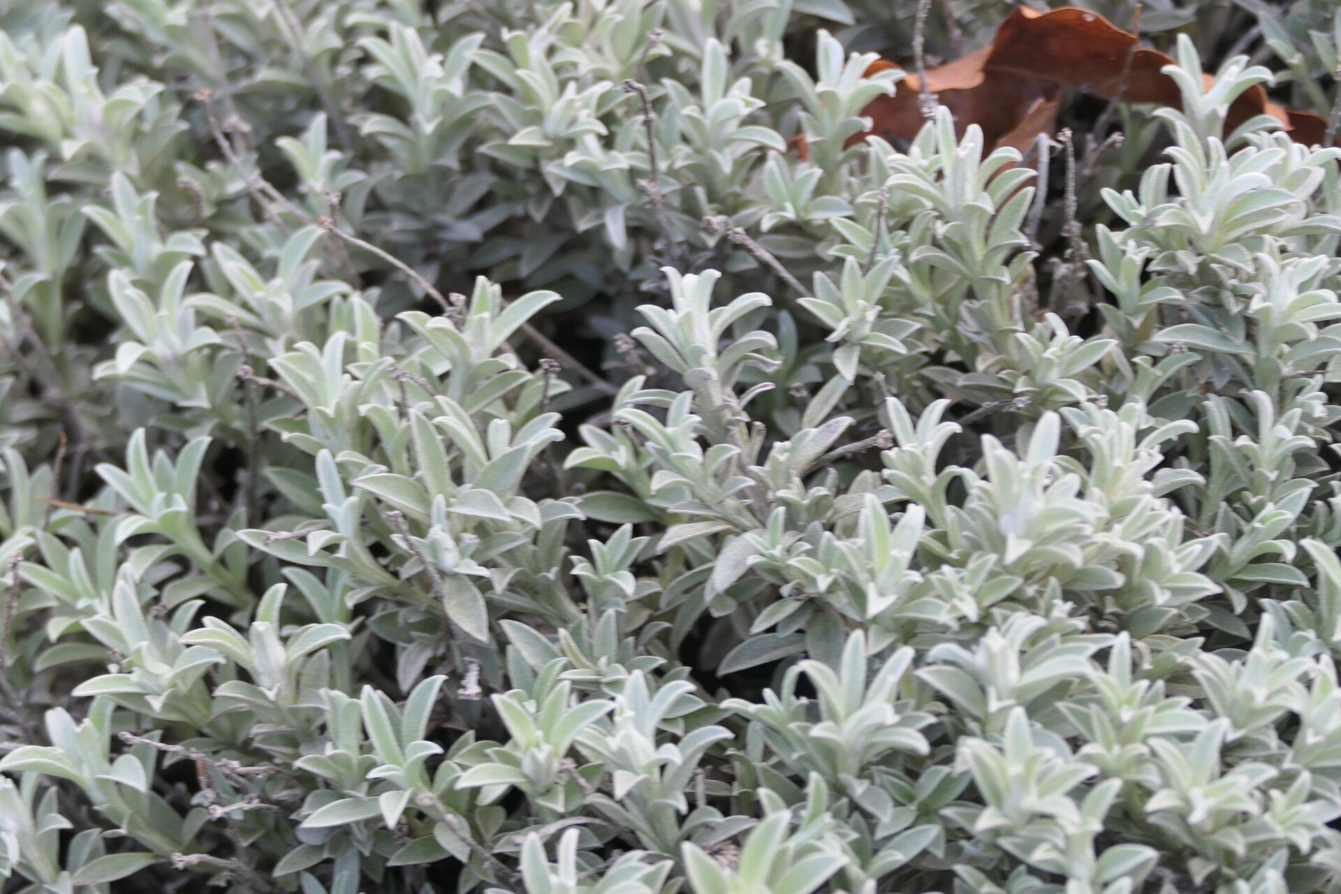 Syncarpha argyropsis — houseplant care guide