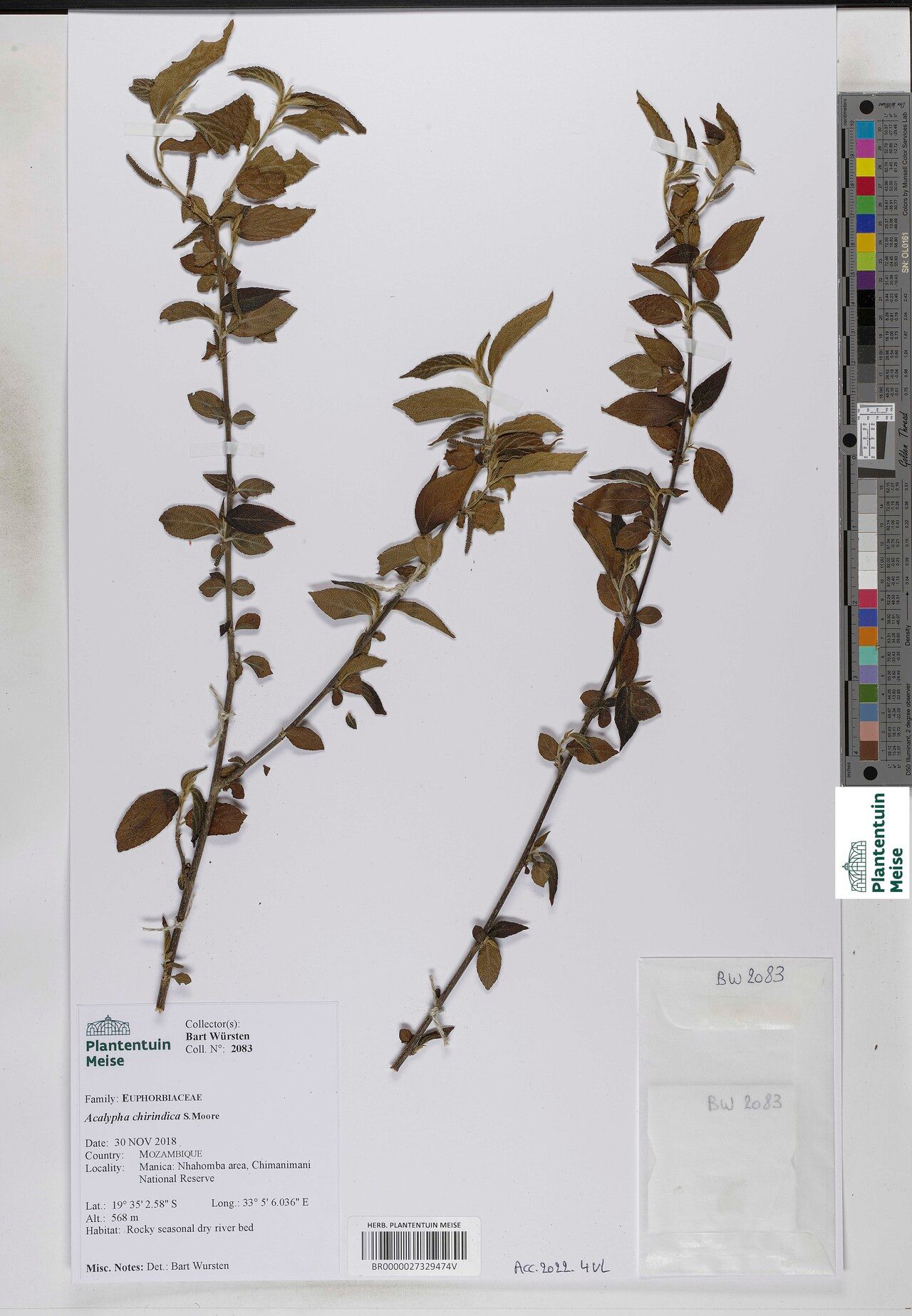 Acalypha chirindica — houseplant care guide