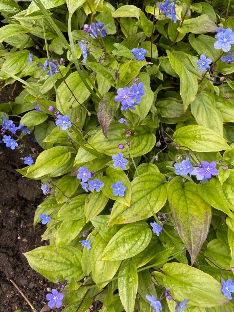 Omphalodes cappadocica — related species from the same genus