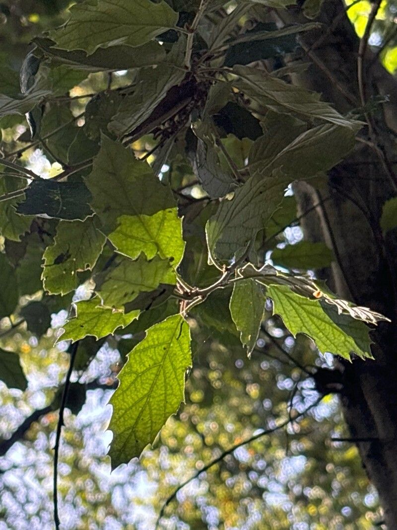 Quercus ciliaris — houseplant care guide