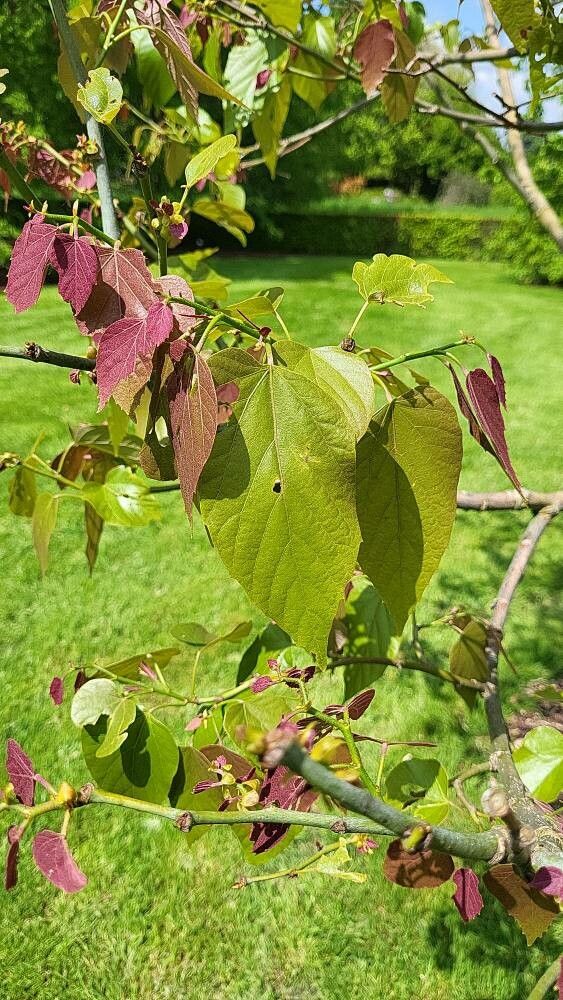 Tilia endochrysea — search result for 'Tilia'