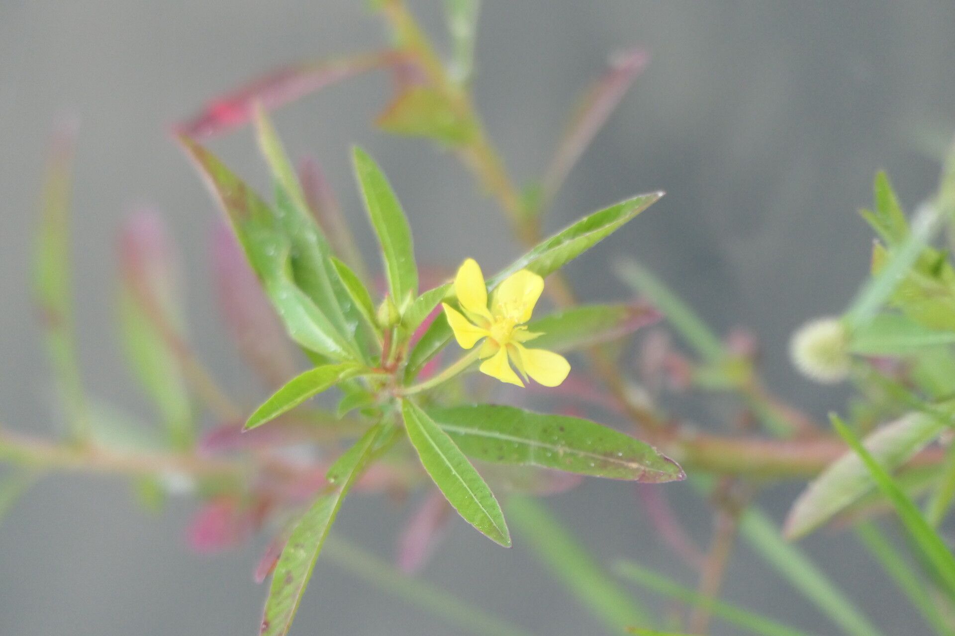 Ludwigia leptocarpa flower
