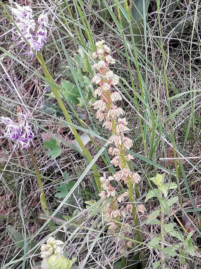 Orchis anthropophora flower