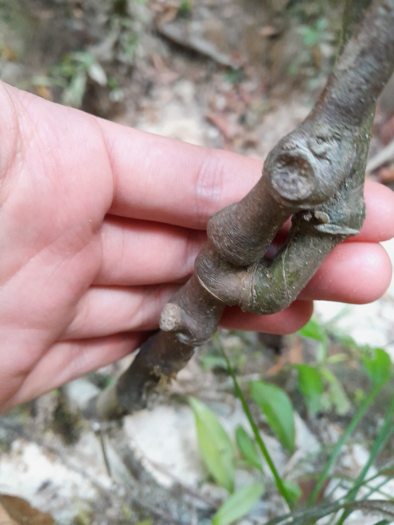 Piper divaricatum — houseplant care guide