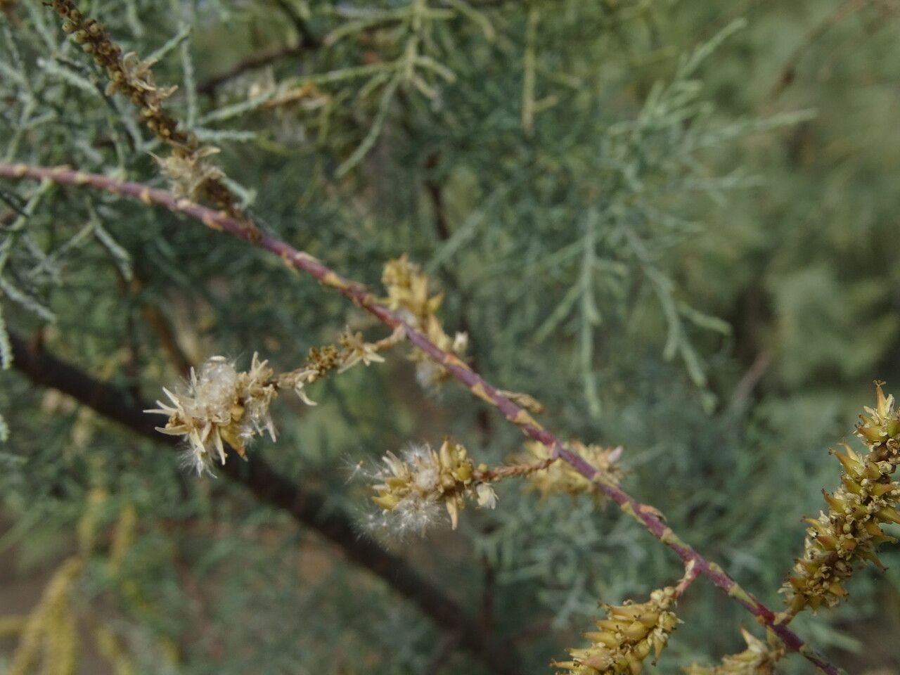 Tamarix senegalensis flower