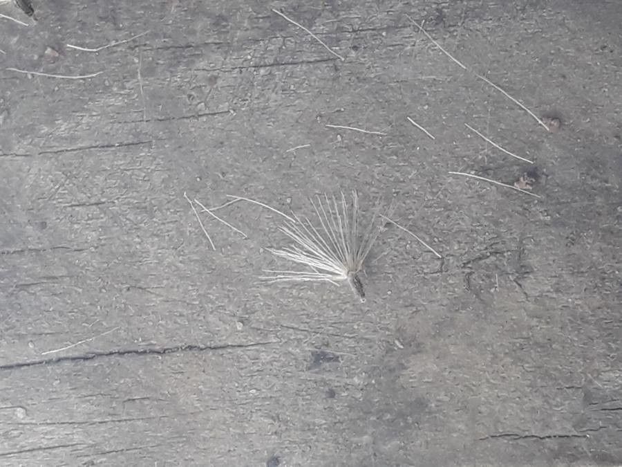 Neurolaena lobata fruit