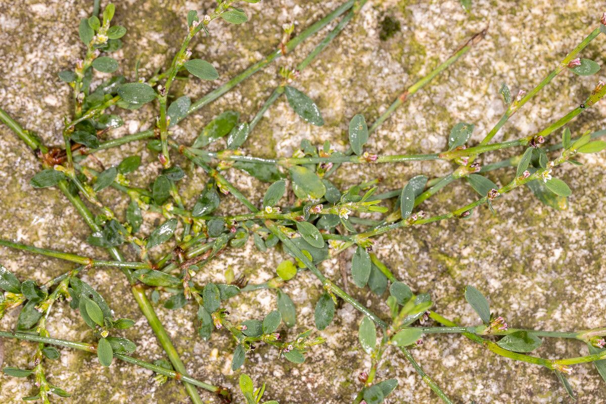Polygonum arenastrum leaf