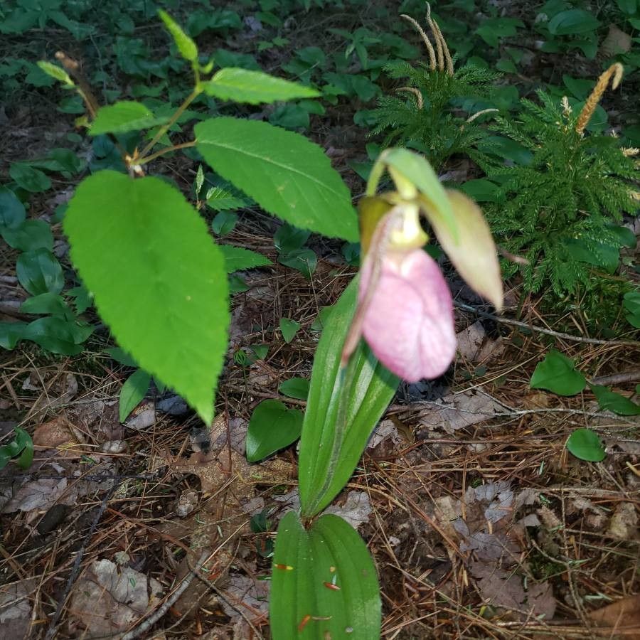Cypripedium acaule flower