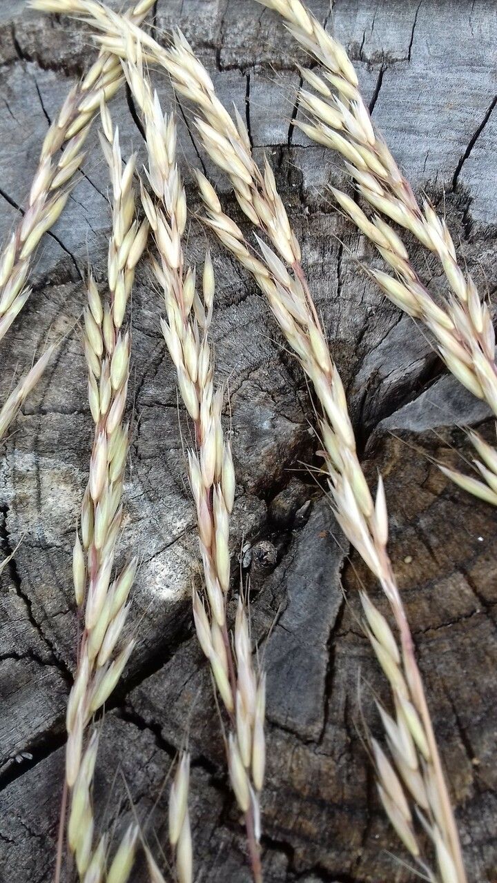 Ehrharta calycina fruit