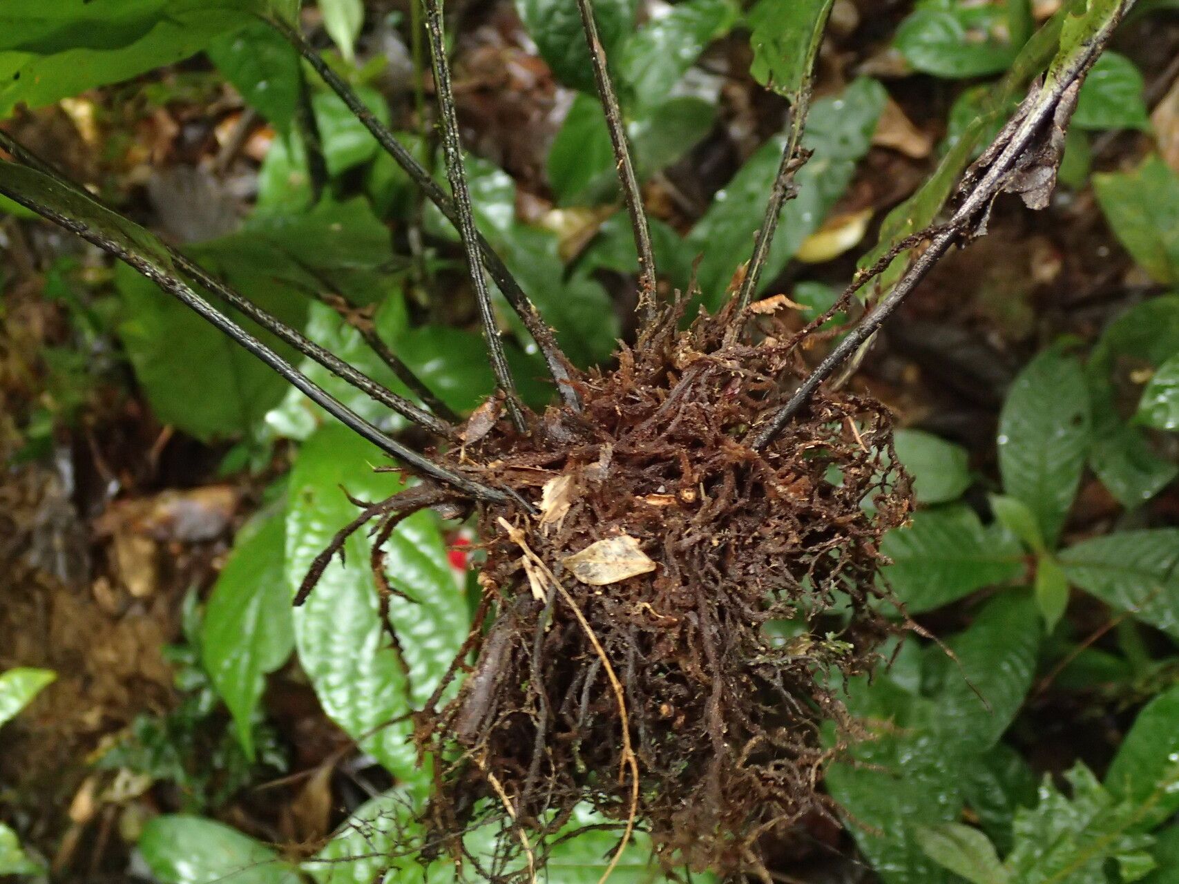 Asplenium annetii other