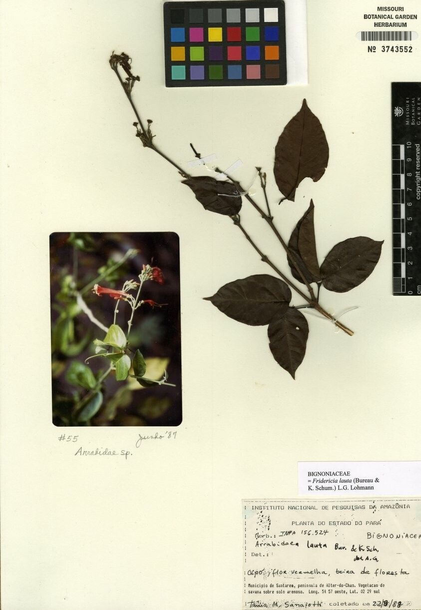 Fridericia lauta — houseplant care guide