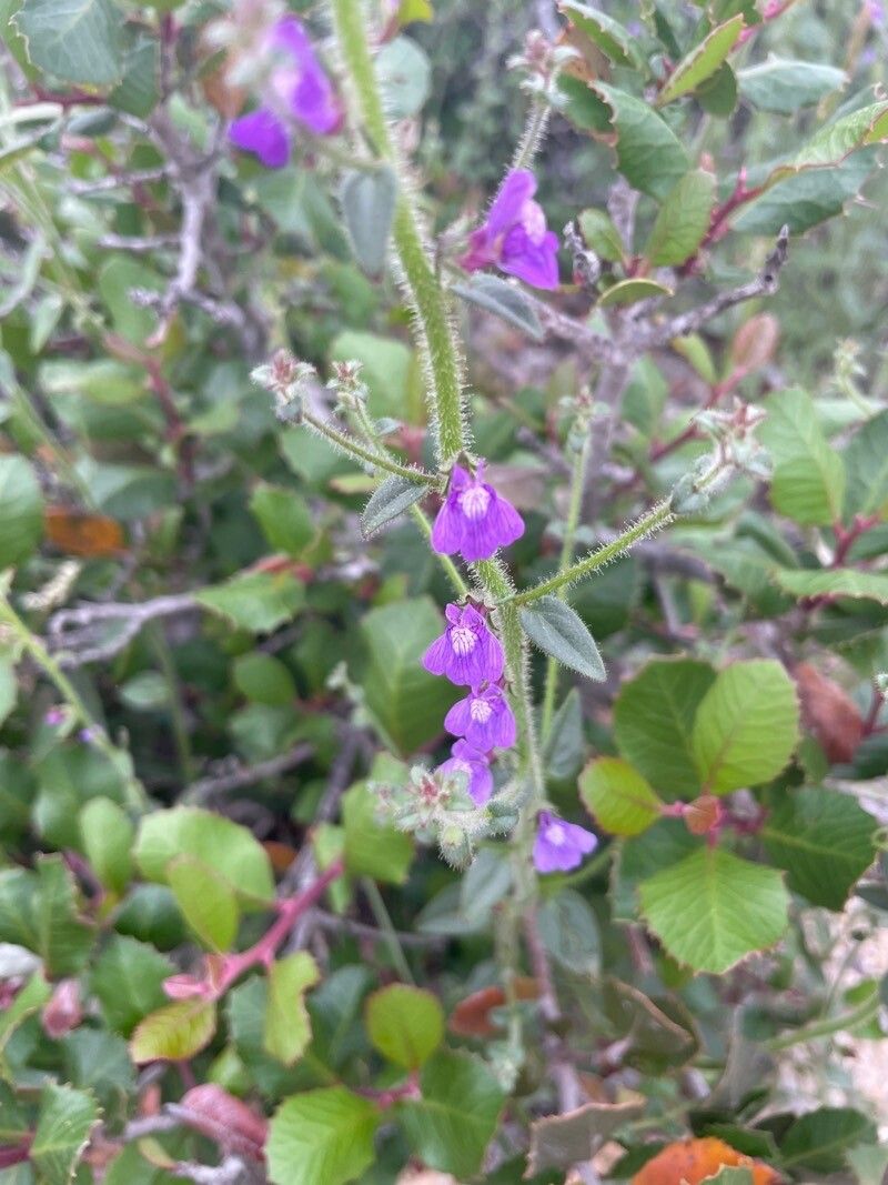 Sairocarpus nuttallianus flower