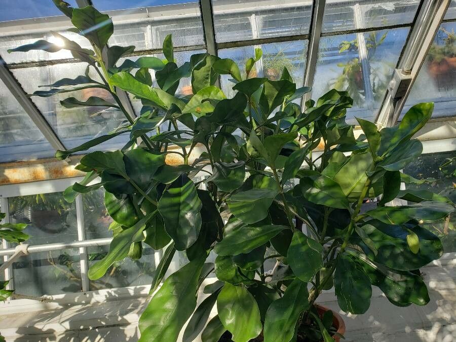 Fagraea ceilanica habit