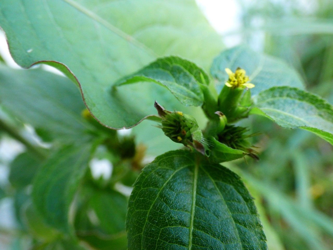 Acanthospermum hispidum fruit