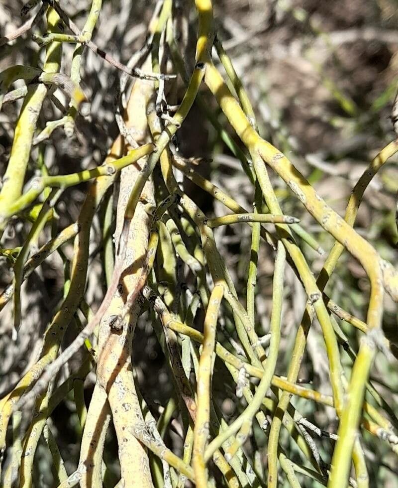 Senna pachyrrhiza bark