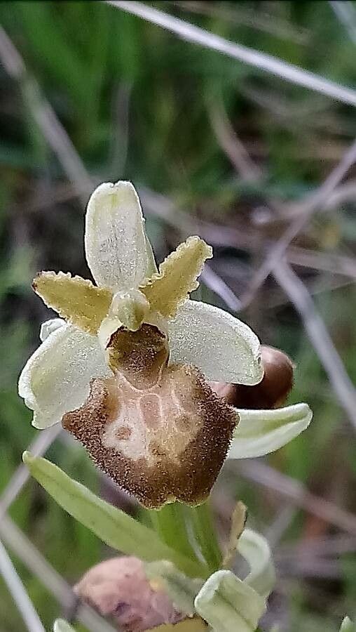 Ophrys occidentalis flower