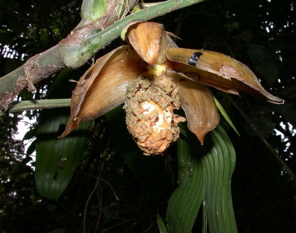 Asplundia multistaminata fruit