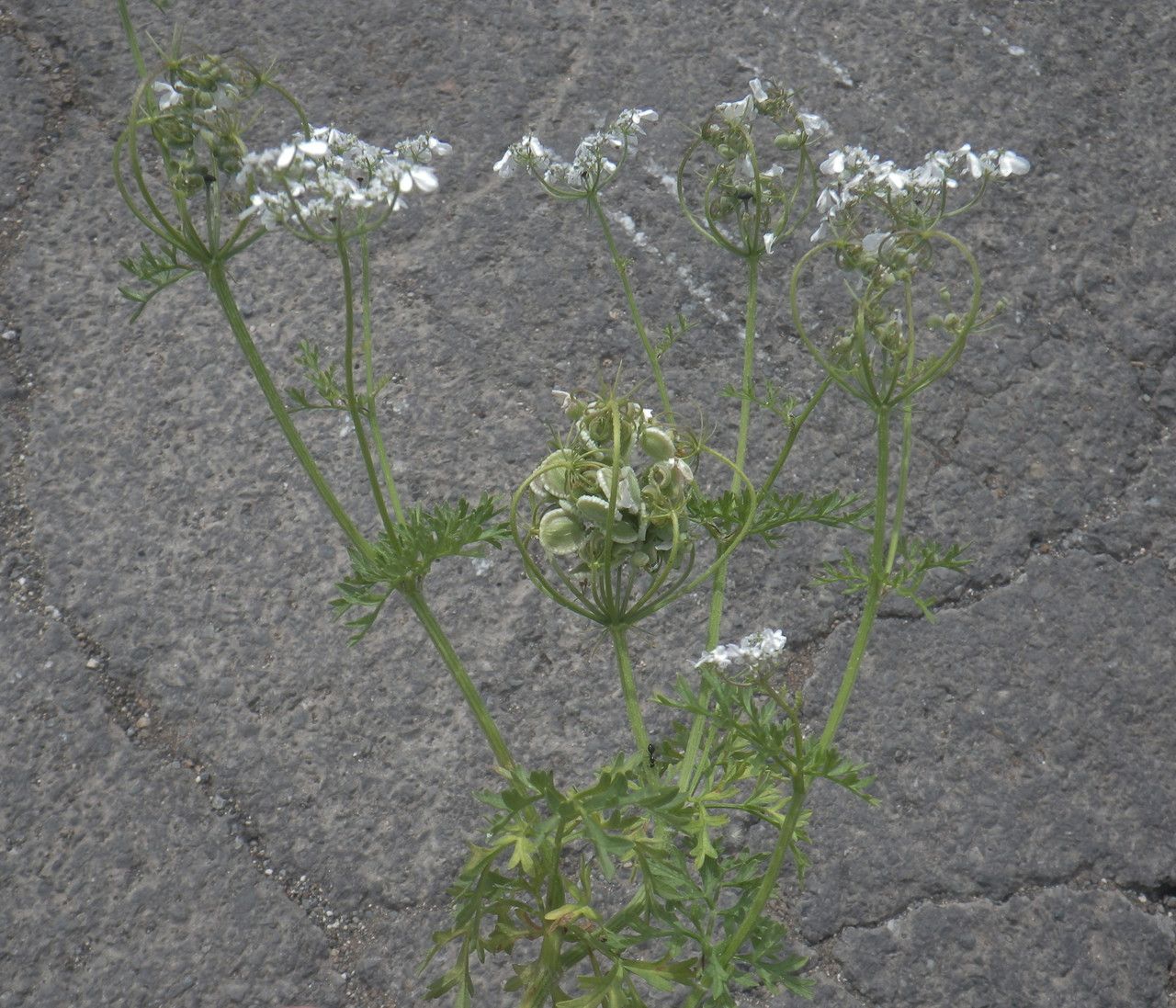 Tordylium aegyptiacum flower