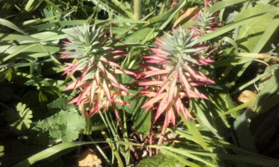 Euphorbia × angustata — houseplant care guide