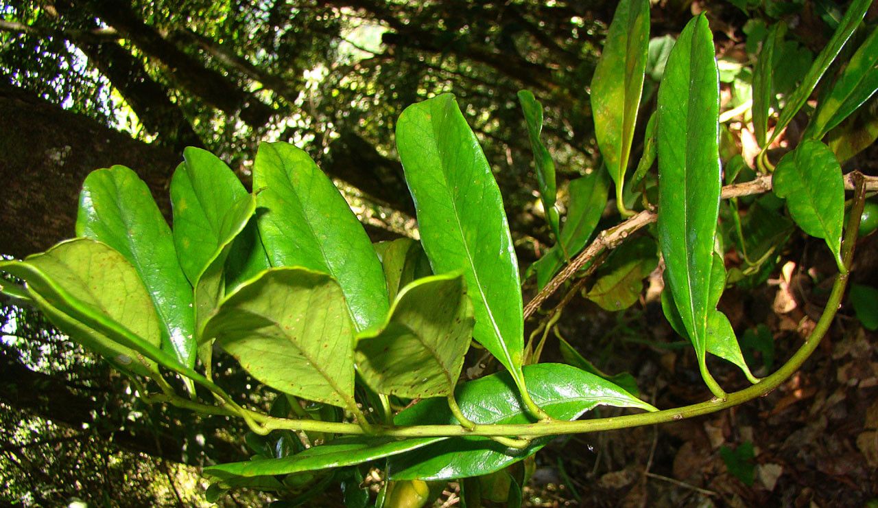 Balgoya pacifica habit