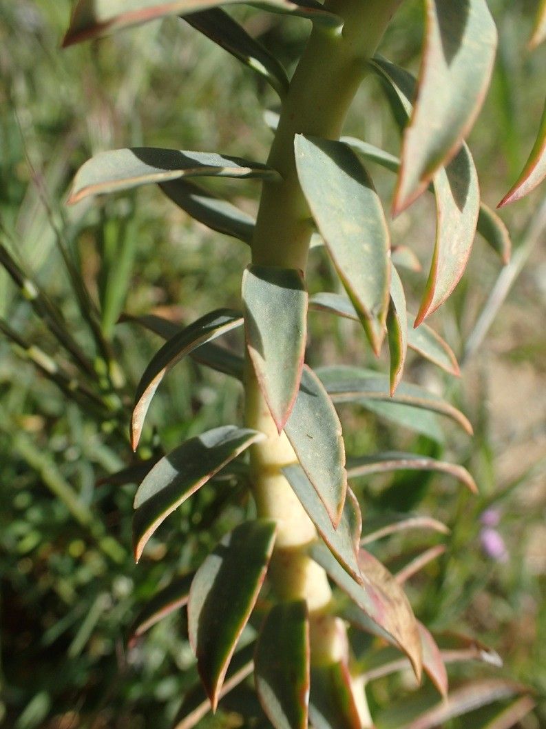 Euphorbia cassia — search result for 'Cassia'