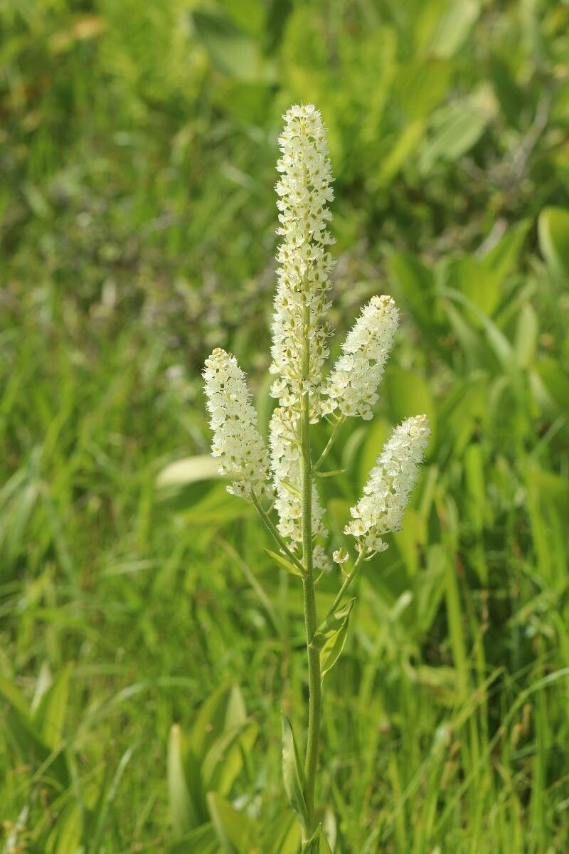 Veratrum stamineum — houseplant care guide