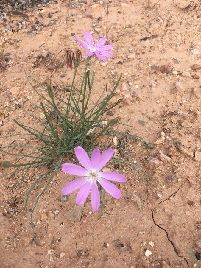 Lygodesmia grandiflora flower