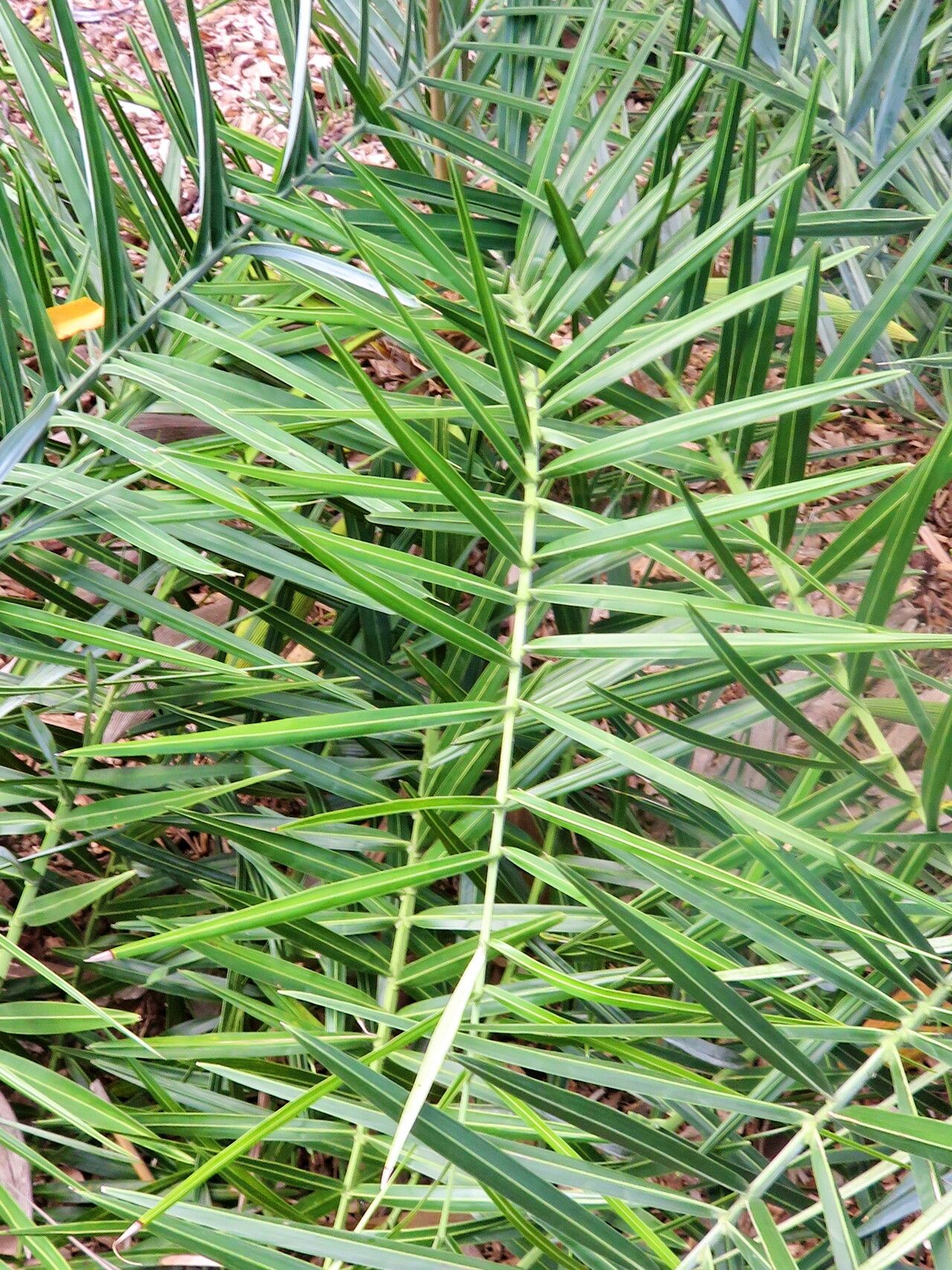 Syagrus evansiana — houseplant care guide