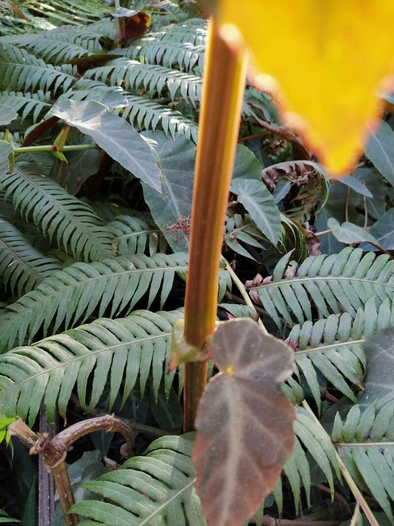 Begonia angularis bark